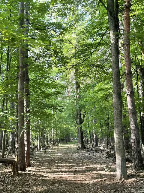 Mortimer Line Road, Croswell, MI 48422