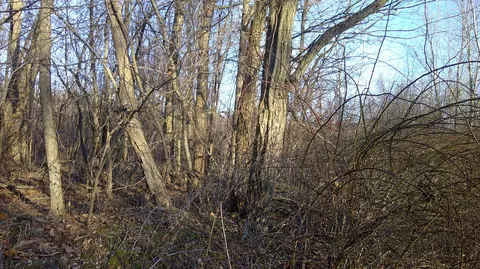 Stewart Road, Cassopolis, MI 49031 photo 3