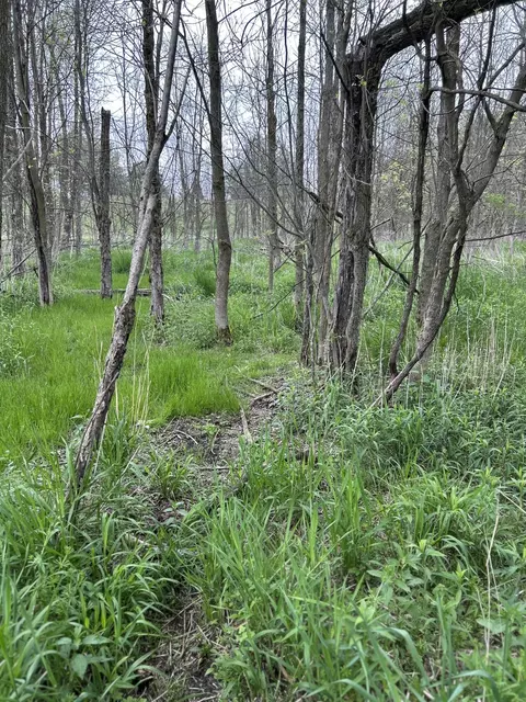 Cunningham Lot 1 Road, Freeport, MI 49325 photo 12