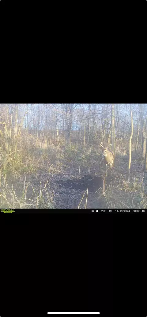 Cunningham Lot 1 Road, Freeport, MI 49325 photo 21