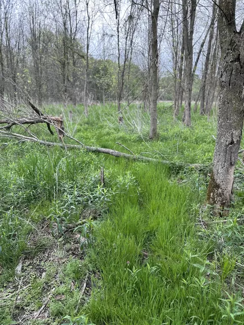 Cunningham Lot 1 Road, Freeport, MI 49325 photo 14