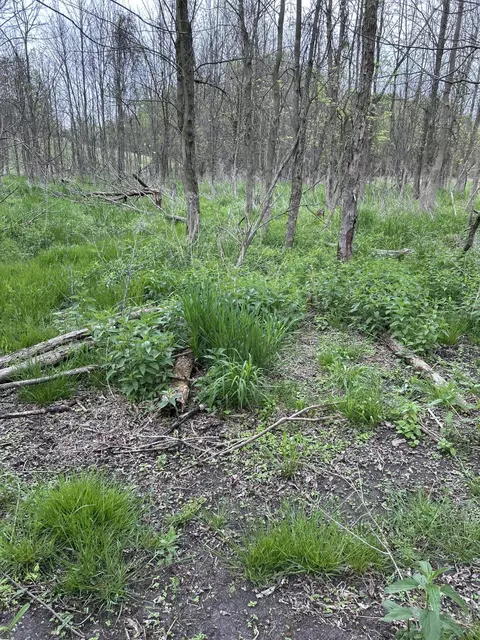 Cunningham Lot 1 Road, Freeport, MI 49325 photo 13