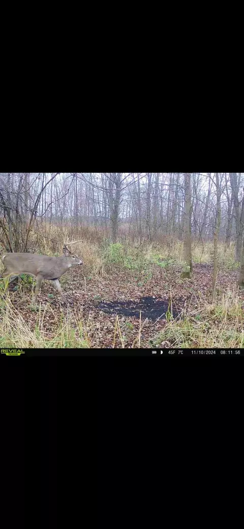 Cunningham Lot 1 Road, Freeport, MI 49325 photo 22