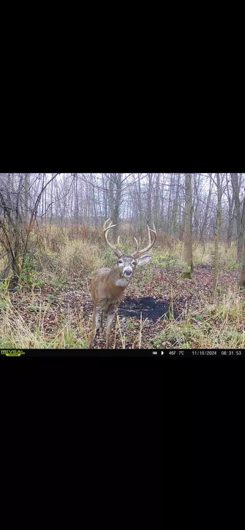 Cunningham Lot 1 Road, Freeport, MI 49325 photo 23