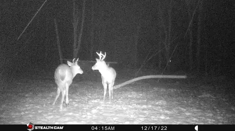 Other - 8558 Monterey Dr, Evart, MI 49631 photo 27 of 45