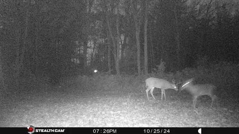 Other - 8558 Monterey Dr, Evart, MI 49631 photo 24 of 45