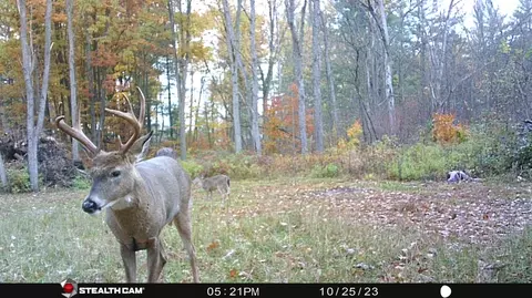 Other - 8558 Monterey Dr, Evart, MI 49631 photo 12 of 45