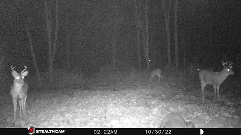 Other - 8558 Monterey Dr, Evart, MI 49631 photo 18 of 45