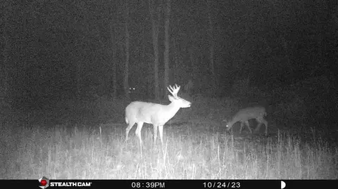 Other - 8558 Monterey Dr, Evart, MI 49631 photo 15 of 45
