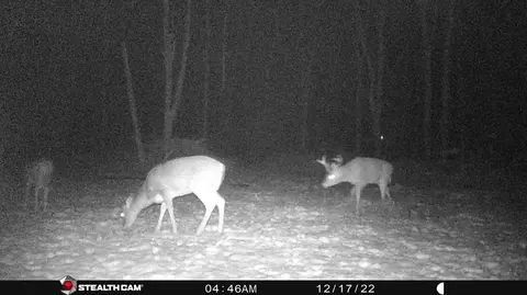 Other - 8558 Monterey Dr, Evart, MI 49631 photo 28 of 45