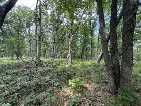 Undisclosed, Chase, MI 49623 photo 11