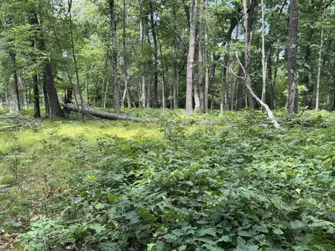 Undisclosed, Chase, MI 49623 photo 18