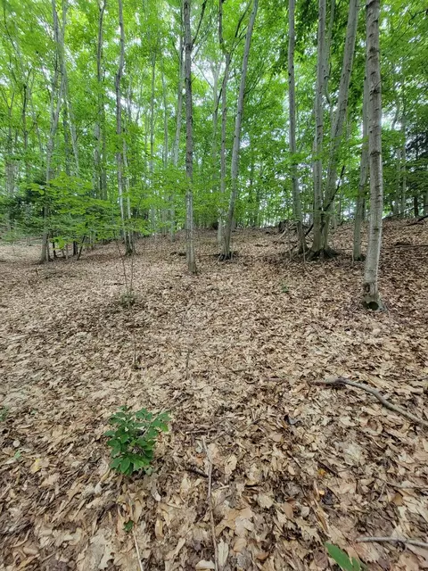 M22 Northwood Hwy, Arcadia, MI 49613 photo 4