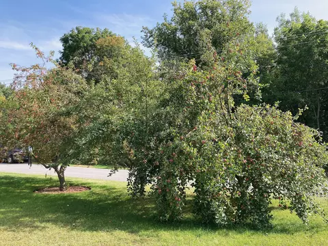 651 E Forest St, Edmore, MI 48829 photo 32