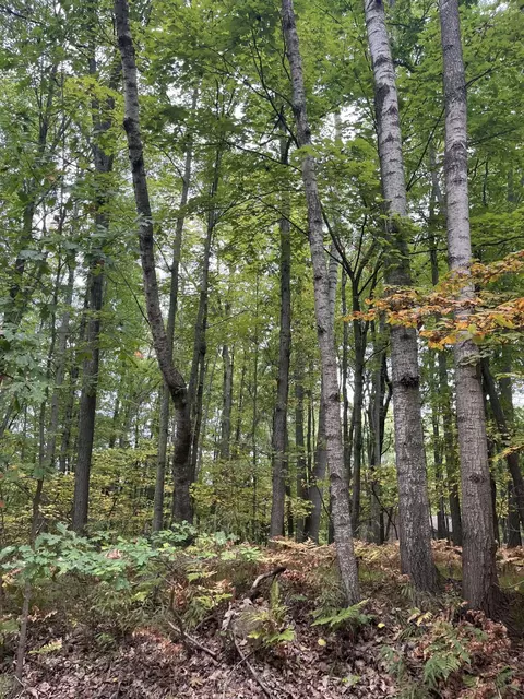 lot681 Elm Dr, Farwell, MI 48622
