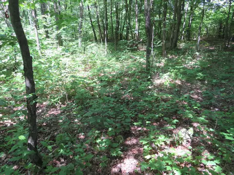 Vl E 16 Road, Manton, MI 49663 photo 29