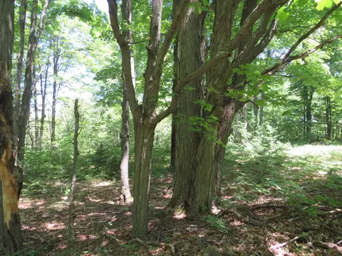 Vl E 16 Road, Manton, MI 49663 photo 13