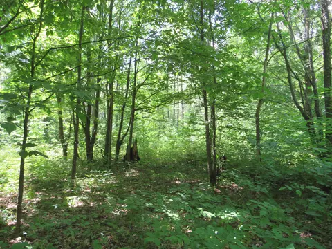 Vl E 16 Road, Manton, MI 49663 photo 27