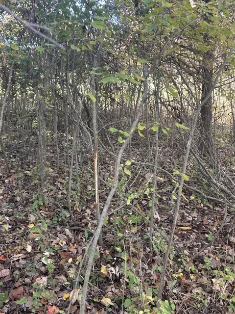 Other - 928 Flint Rd, Coldwater, MI 49036 photo 24 of 33