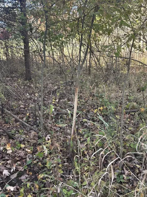 Other - 928 Flint Rd, Coldwater, MI 49036 photo 21 of 33
