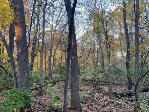 Oak Drive, Three Rivers, MI 49093 photo 3