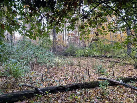 Oak Drive, Three Rivers, MI 49093 photo 5