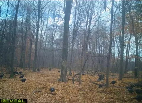 51133 Creglow Rd, Marcellus, MI 49067 photo 11