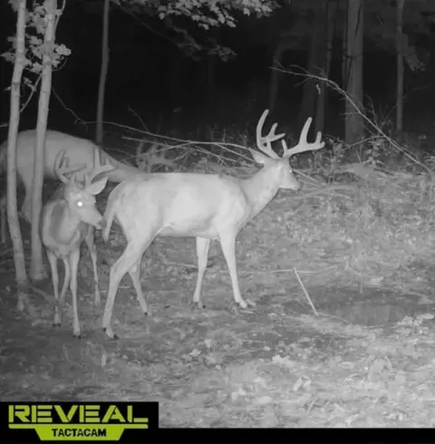 51133 Creglow Rd, Marcellus, MI 49067 photo 8