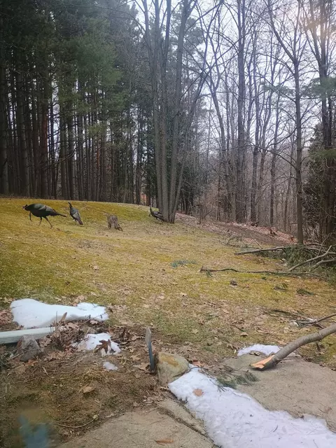 Exterior - 167 Mill Rd, Blanchard, MI 49310 photo 6 of 10