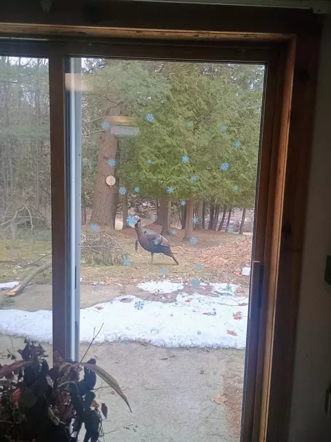 Other - 167 Mill Rd, Blanchard, MI 49310 photo 1 of 4