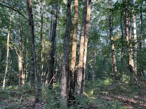 N Caribou Trail, Irons, MI 49644