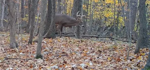 s pittsford road, Pittsford, MI 49271