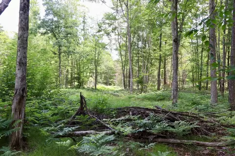 e long lake road, Harrison, MI 48625 photo 4