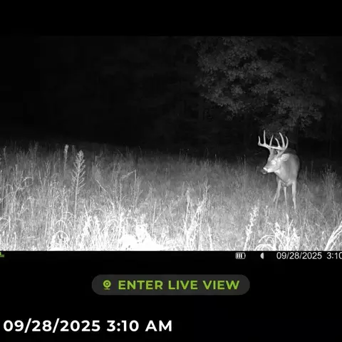 Tower Rd Road, Curran, MI 48728 photo 8