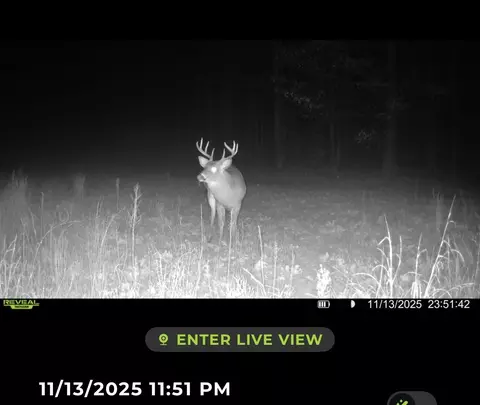 Tower Rd Road, Curran, MI 48728 photo 6