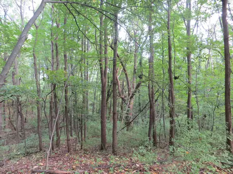 Madden Road, Dexter, MI 48130 photo 6