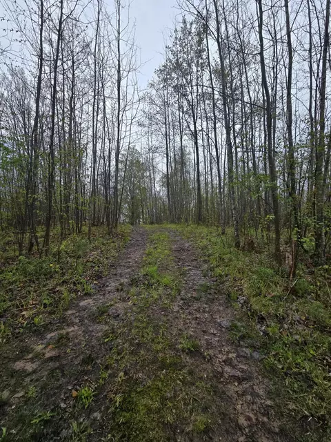 V/l M 115, Marion, MI 49665