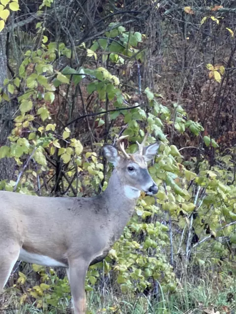 Other - 10031 Taplin Ln, Plainwell, MI 49080 photo 14 of 17