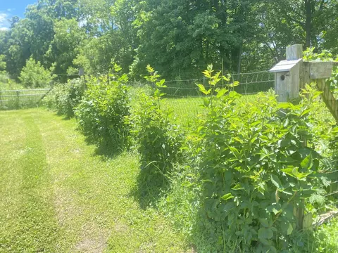 Other - 12915 Cassidy Rd, Bellevue, MI 49021 photo 58 of 64