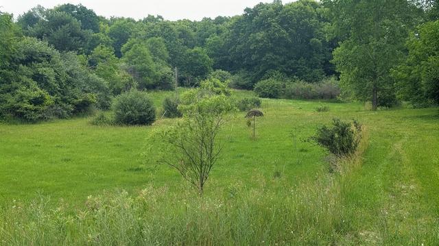 9681 SW Greenville Rd, Greenville, MI 48838