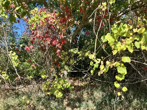 lot108 Stella St, Custer, MI 49405 photo 9