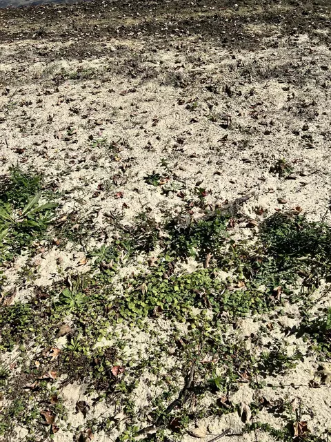 lot108 Stella St, Custer, MI 49405 photo 14