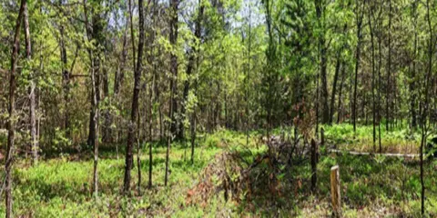5592 Borck Rd SE, Fife Lake, MI 49633