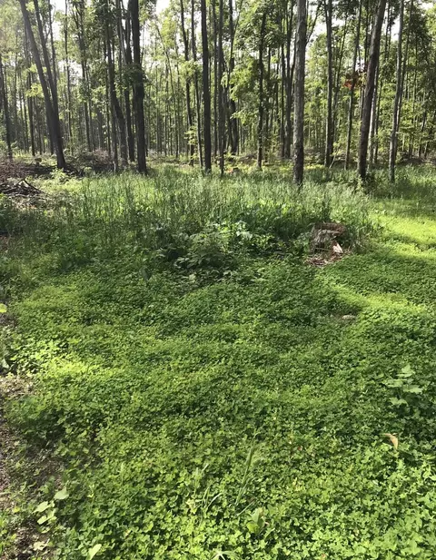 00 Babbit Rd, Frederic, MI 49733 photo 22