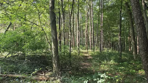 N Q Drive, Marshall, MI 49068 photo 49