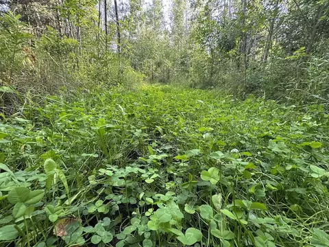 Other - E Procunier Road, Mikado, MI 48745 photo 28 of 32