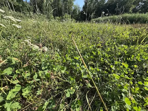 Other - E Procunier Road, Mikado, MI 48745 photo 3 of 32