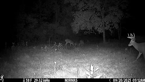 Other - 355 N Shaw Rd, Bailey, MI 49303 photo 15 of 15