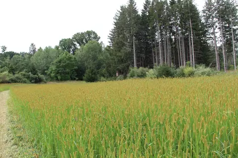 Other - V/l E Chauvez Road, Custer, MI 49405 photo 24 of 27