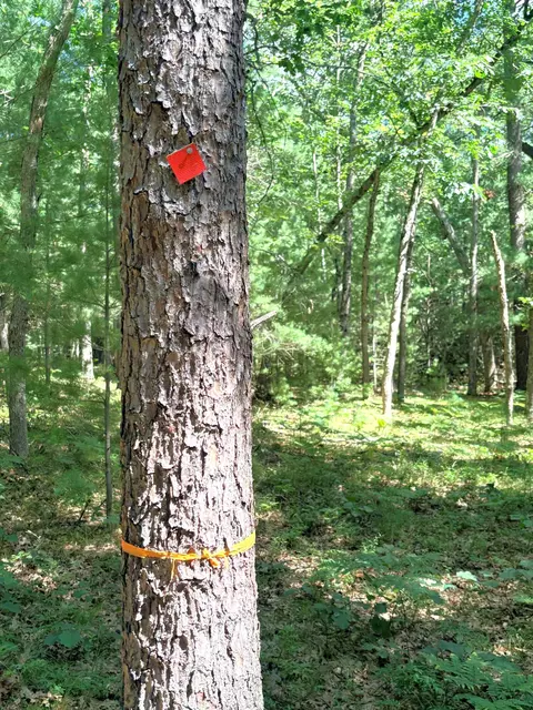 Other - S Skocelas Rd, Manistee, MI 49660 photo 16 of 22